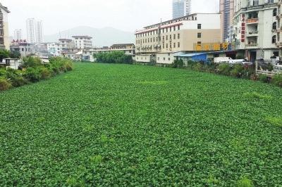 莆田木兰溪旧河段 水葫芦疯长河面变"草地"